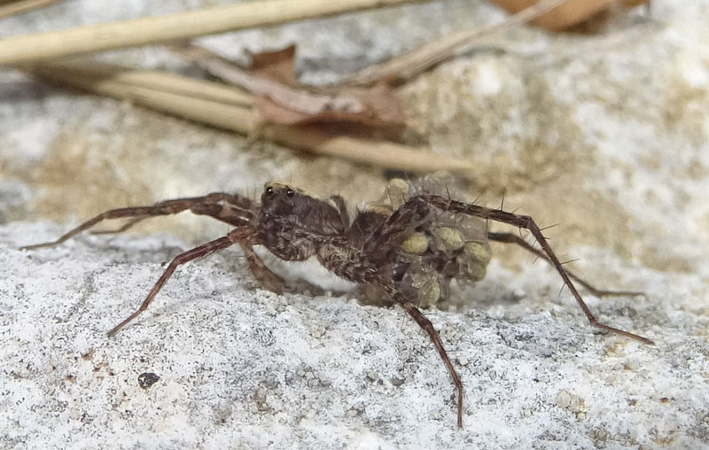 radiata o tarantula? Pardosa sp. (con prole) - Cimino (TN)
